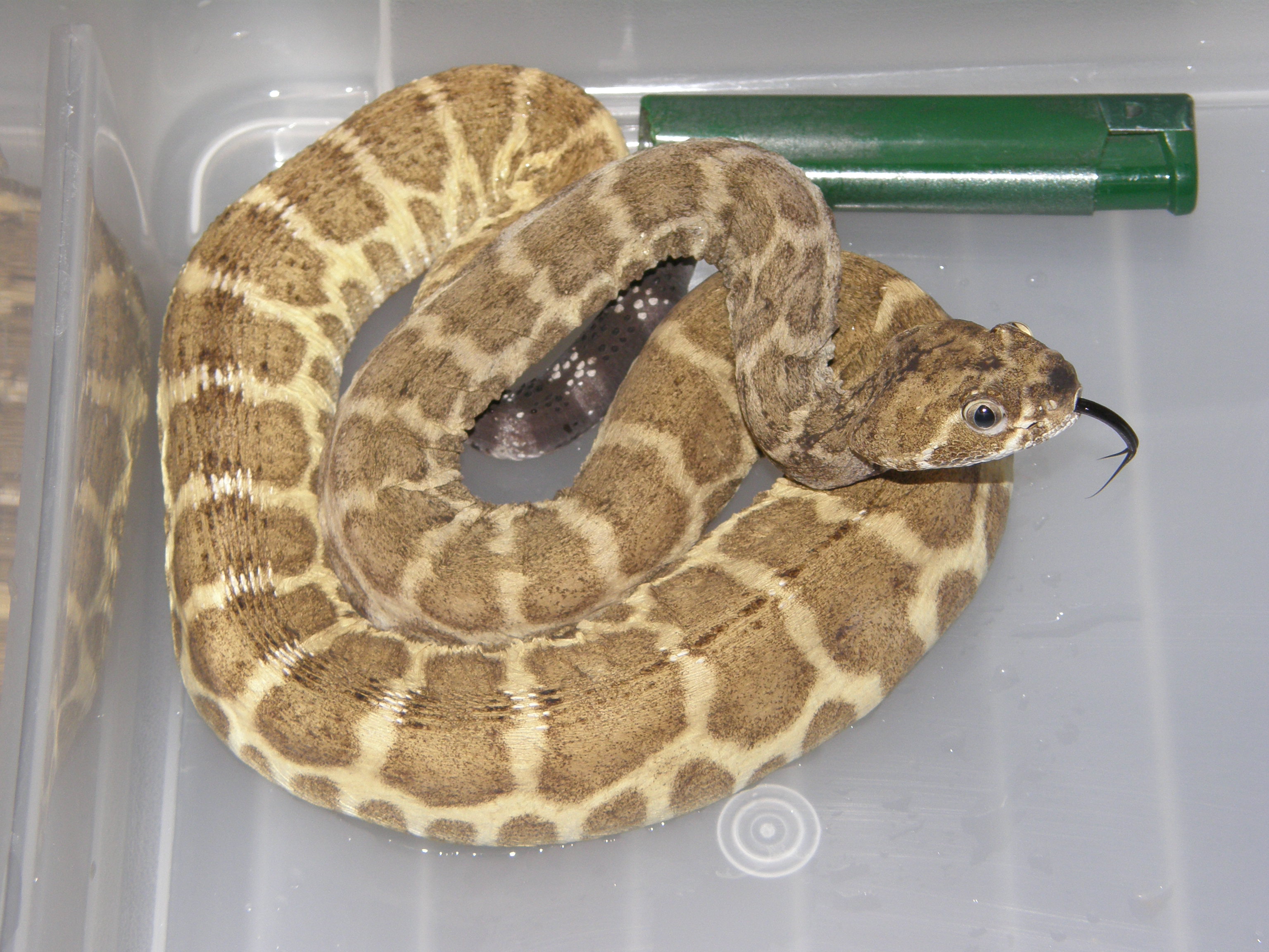 special scaleless 006.JPG [1100 Kb]